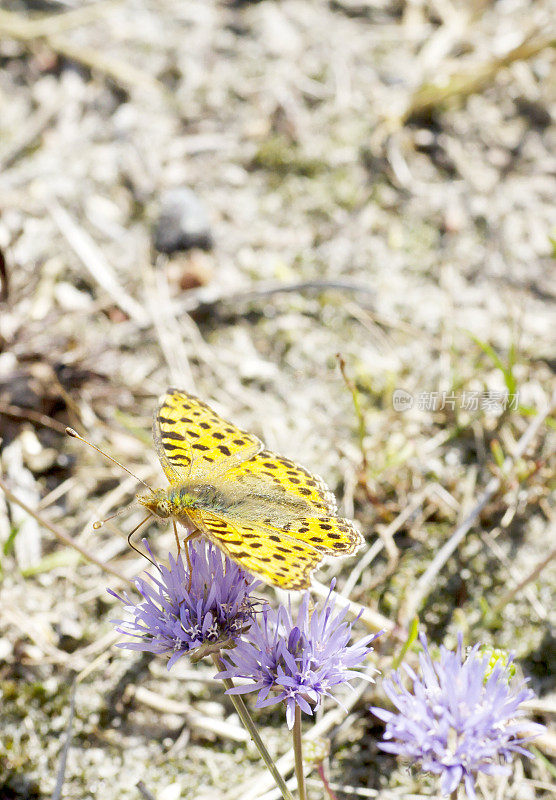 西班牙贝母女王(Issoria lathonia)